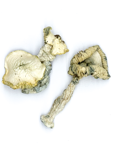 Buy Albino Huautla Magic Mushrooms